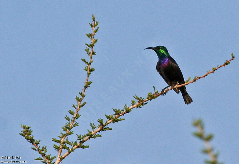 Violet-breasted Sunbird, identification