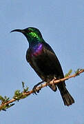 Violet-breasted Sunbird