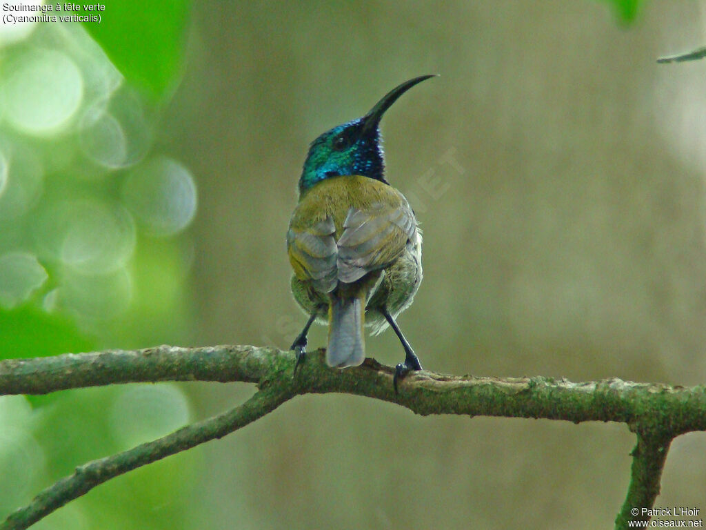 Green-headed Sunbird