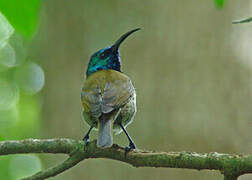 Green-headed Sunbird