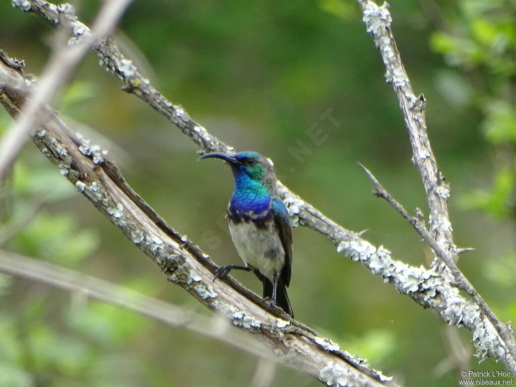 White-bellied Sunbird