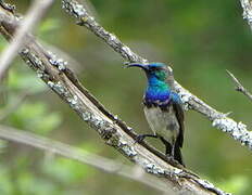 White-bellied Sunbird