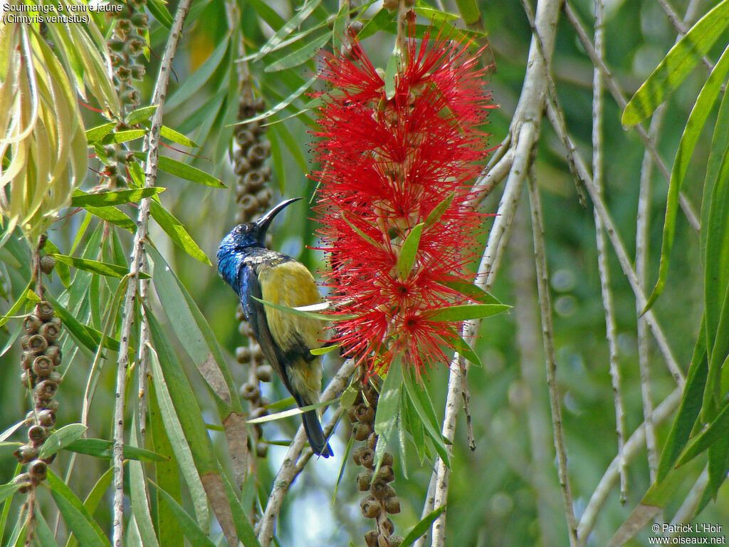 Variable Sunbird