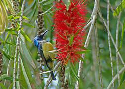 Variable Sunbird