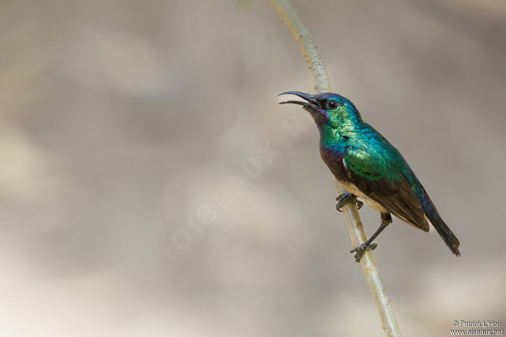 Variable Sunbird