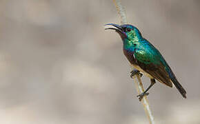 Variable Sunbird