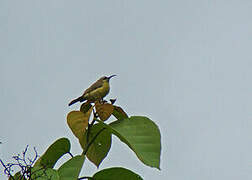 Olive-bellied Sunbird