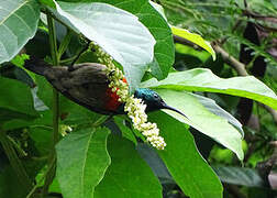 Olive-bellied Sunbird