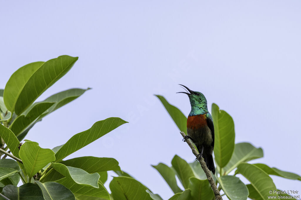 Olive-bellied Sunbird male adult breeding