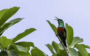 Olive-bellied Sunbird