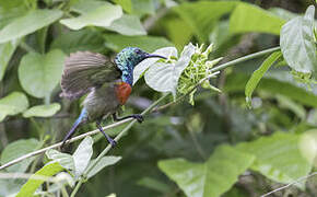 Olive-bellied Sunbird