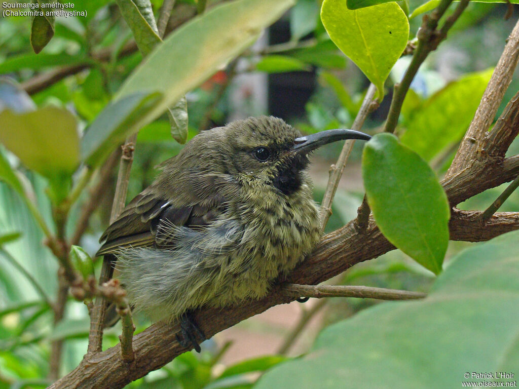 Amethyst Sunbird