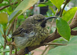 Amethyst Sunbird