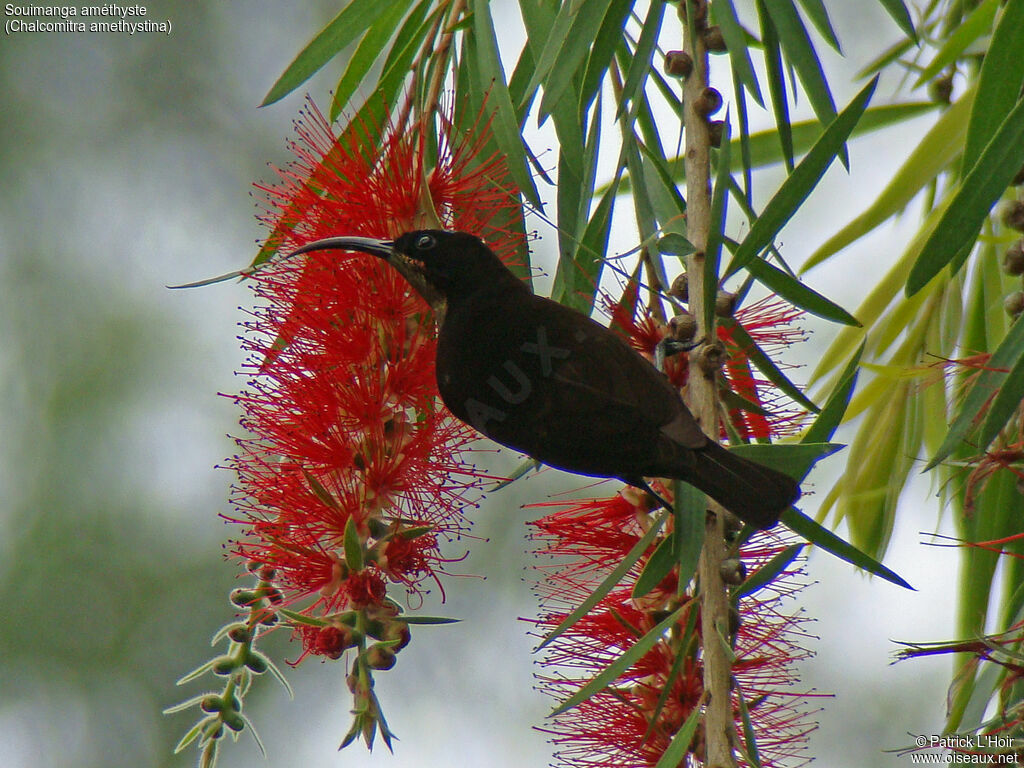 Amethyst Sunbird