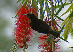 Amethyst Sunbird