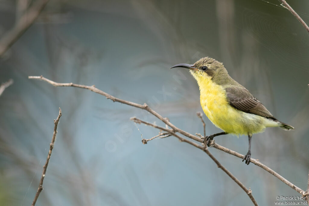 Purple Sunbird female adult