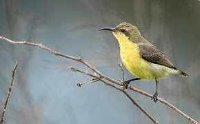 Purple Sunbird