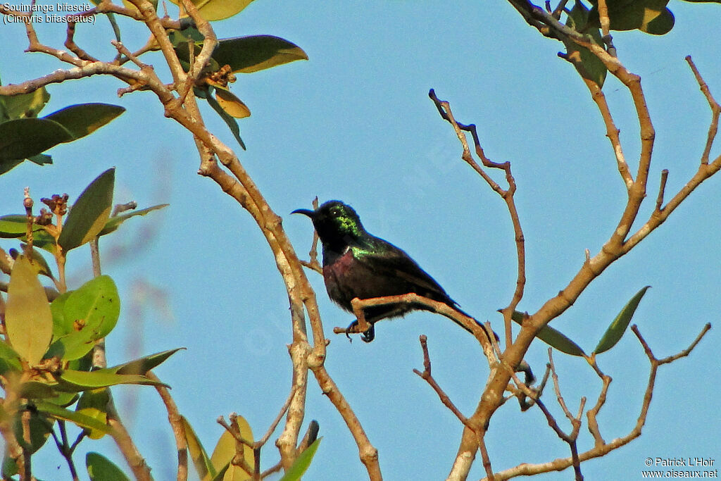 Purple-banded Sunbird