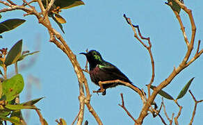 Purple-banded Sunbird