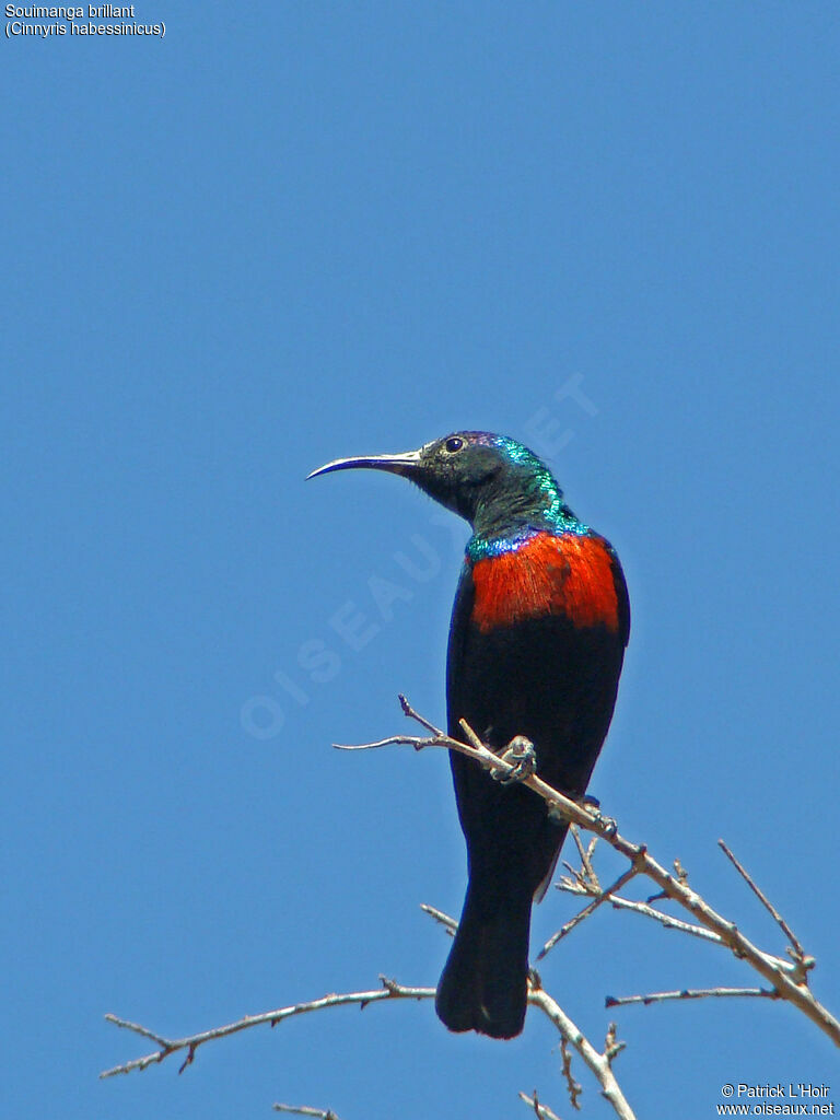 Abyssinian Sunbird