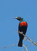 Shining Sunbird