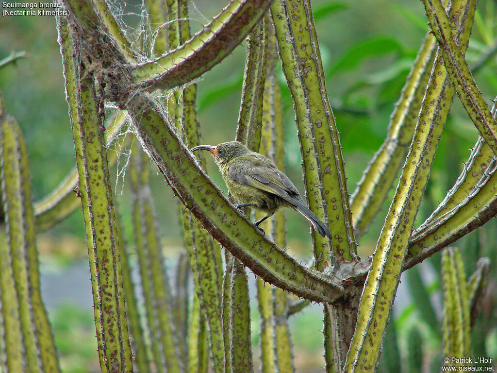 Bronzy Sunbird