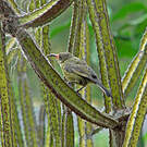 Souimanga bronzé