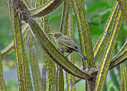 Bronzy Sunbird