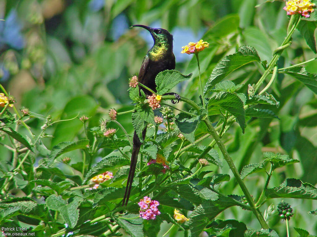 Bronze Sunbird male adult, habitat