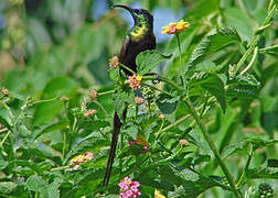 Bronzy Sunbird