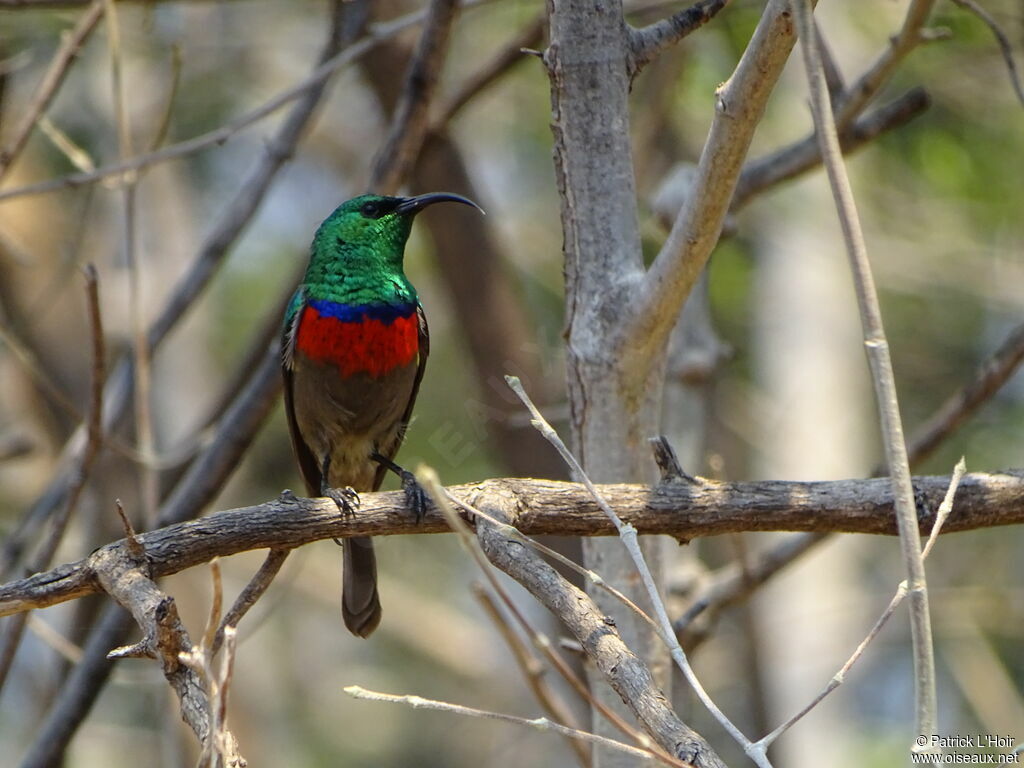 Southern Double-collared Sunbird