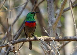 Southern Double-collared Sunbird