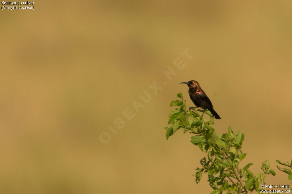 Copper Sunbird male adult