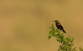 Copper Sunbird