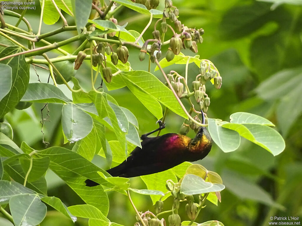 Copper Sunbird male adult, eats