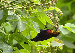 Copper Sunbird