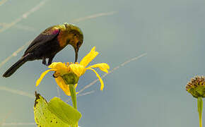 Copper Sunbird