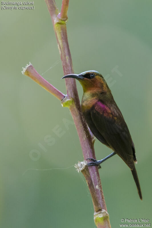 Copper Sunbird male adult