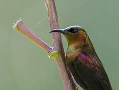 Copper Sunbird