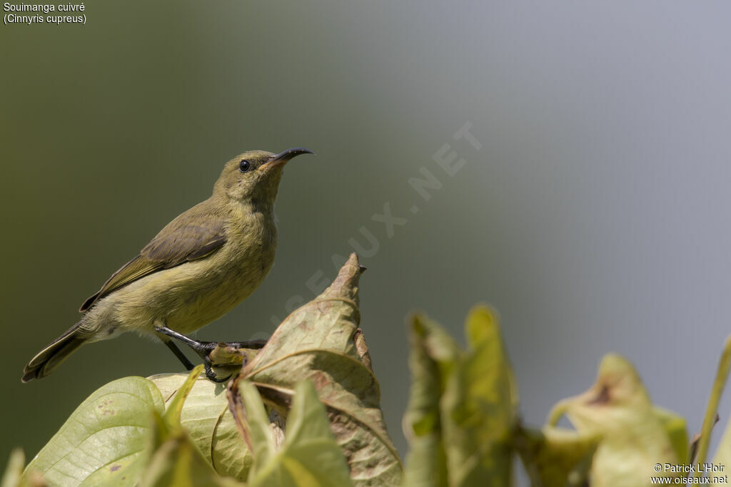 Copper Sunbirdjuvenile