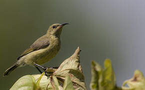 Copper Sunbird