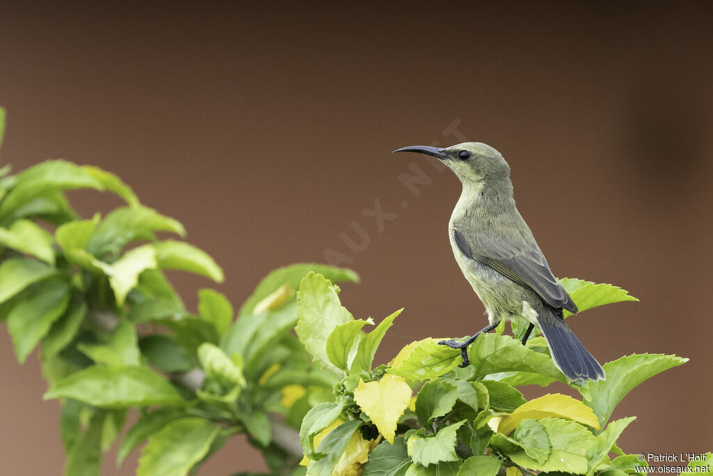 Copper Sunbird female adult