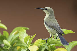 Copper Sunbird