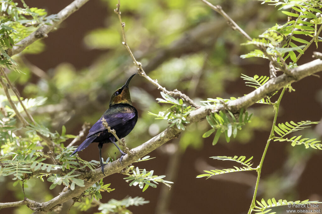 Copper Sunbird male adult