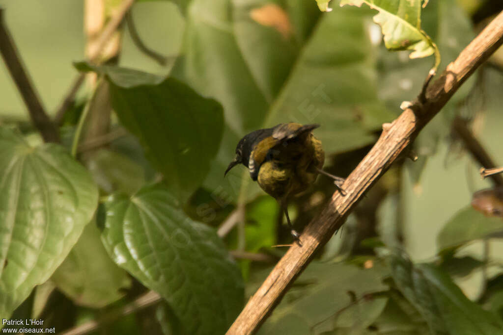 Blue-headed Sunbird, identification