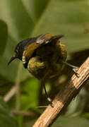 Blue-headed Sunbird