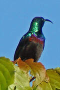 Orange-tufted Sunbird