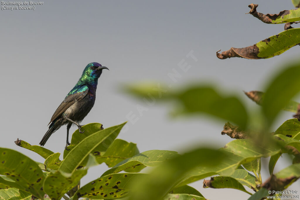 Orange-tufted Sunbird male adult