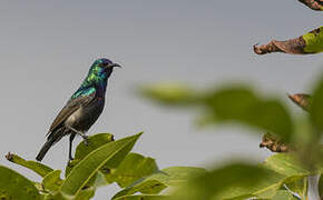 Orange-tufted Sunbird