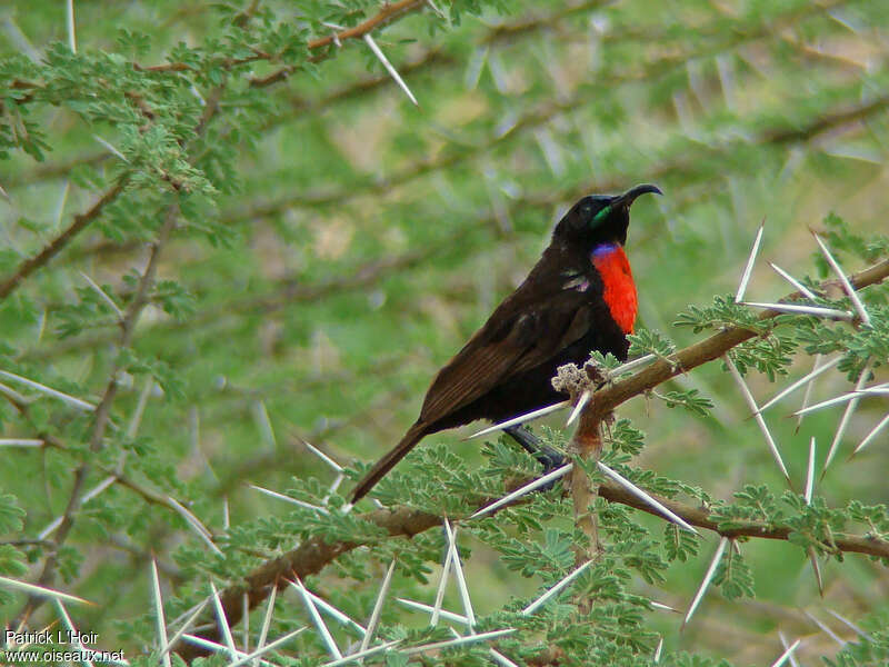 Hunter's Sunbird male adult breeding, identification